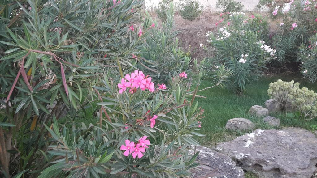 Agriturismo Pedru Caddu Tula Buitenkant foto